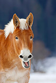 HOR 04 KH0007 01
Head Shot Of Mule Standing In Snowy Pasture Yawning