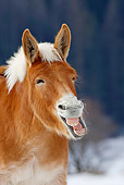 HOR 04 KH0008 01
Head Shot Of Mule Standing In Snowy Pasture Yawning