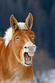 HOR 04 KH0009 01
Head Shot Of Mule Standing In Snowy Pasture Yawning