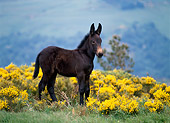 HOR 04 KH0010 01
Mule Foal Standing In Pasture With Yellow Flowers