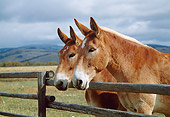 HOR 04 KH0011 01
Two Draft Mules Standing In Pasture By Fence