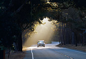 HWY 01 RK0017 01
Highway Under Trees With Pickup Truck