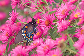 INS 01 DA0001 01
Pipevine Swallowtail Perched On New England Aster