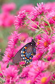 INS 01 DA0002 01
Pipevine Swallowtail Perched On New England Aster