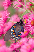 INS 01 DA0003 01
Pipevine Swallowtail Perched On New England Aster