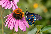 INS 01 DA0008 01
Pipevine Swallowtail Male Perched On Purple Coneflower