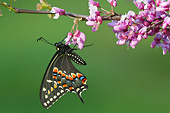INS 01 DA0009 01
Newly Emerged Black Swallowtail Male Perched On Eastern Redbud Tree