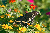 INS 01 DA0011 01
Black Swallowtail Male Perched On Red Spread Lantana