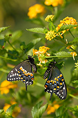 INS 01 DA0012 01
Black Swallowtail Male And Female Perched On New Gold Lantana