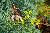 INS 01 DA0013 01
Giant Swallowtail Female Laying Eggs On Common Rue