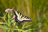 INS 01 DA0014 01
Eastern Tiger Swallowtail Perched On Swamp Milkweed