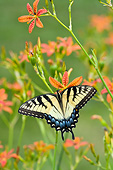 INS 01 DA0015 01
Eastern Tiger Swallowtail Perched On Blackberry Lily