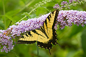 INS 01 DA0016 01
Eastern Tiger Swallowtail Perched On Butterfly Bush