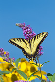 INS 01 DA0017 01
Eastern Tiger Swallowtail Perched On Butterfly Bush