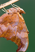 INS 01 DA0024 01
Close-Up Of Question Mark Butterfly Perched On Stem