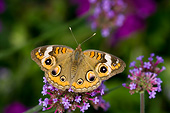INS 01 DA0025 01
Common Buckeye Butterfly Perched On Brazilian Verbena