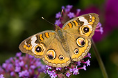 INS 01 DA0026 01
Common Buckeye Butterfly Perched On Brazilian Verbena