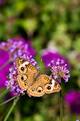 INS 01 DA0027 01
Common Buckeye Butterfly Perched On Brazilian Verbena