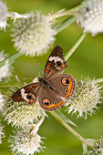 INS 01 DA0028 01
Common Buckeye Butterfly Perched On Rattlesnake Master