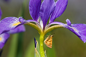 INS 01 DA0029 01
Peck's Skipper Butterfly Perched On Blue Flag Iris