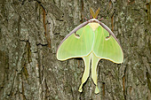 INS 01 DA0030 01
Luna Moth Perched On Tree Trunk
