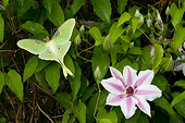 INS 01 DA0031 01
Luna Moth Perched On Carnaby Clematis