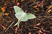 INS 01 DA0032 01
Luna Moth Perched On Mulch In Garden