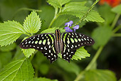 INS 01 GL0001 01
Tailed Jay Butterfly Perched On Leaf