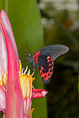 INS 01 GL0003 01
Scarlet Mormon Butterfly Gathering On Pink Flower