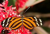 INS 01 GL0004 01
Eueides Butterfly Gathering Nectar On Flower