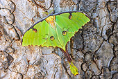INS 01 HP0001 01
Luna Moth Perched On Bark Zululand, South Africa