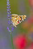 INS 01 KH0001 01
Painted Lady Butterfly Perched On Lavender