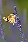 INS 01 KH0002 01
Painted Lady Butterfly Perched On Lavender
