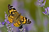 INS 01 KH0003 01
Painted Lady Butterfly Perched On Lavender