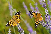 INS 01 KH0004 01
Two Painted Lady Butterflies Perched On Lavender