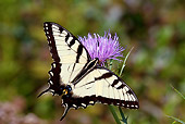 INS 01 LS0008 01
Eastern Tiger Swallowtail Butterfly Male Drinking Nectar From Pink Thistle