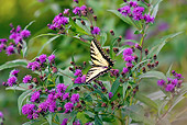 INS 01 LS0009 01
Eastern Tiger Swallowtail Butterfly Male Drinking Nectar From Ironweed