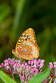 INS 01 LS0010 01
Great Spangled Fritillary Butterfly Drinking Nectar From Swamp Milkweed North Guilford, Connecticut