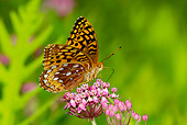INS 01 LS0011 01
Great Spangled Fritillary Butterfly Drinking Nectar From Swamp Milkweed North Guilford, Connecticut