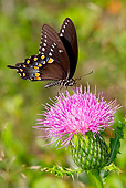 INS 01 LS0013 01
Spicebush Swallowtail Butterfly Drinking Nectar From Thistle Plant Durham, Connecticut