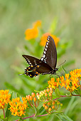 INS 01 LS0014 01
Spicebush Swallowtail Butterfly Drinking Nectar From Butterfly-Weed Old Saybrook, Connecticut