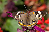 INS 01 LS0015 01
Buckeye Butterfly Perched On Flower