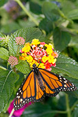 INS 01 LS0016 01
Monarch Butterfly Perched On Flower