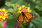 INS 01 LS0018 01
Monarch Butterfly Drinking Nectar From Flowers