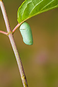 INS 01 TK0017 01
Newly Formed Monarch Butterfly Chrysalis Hanging From Stem