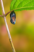 INS 01 TK0018 01
Monarch Butterfly Chrysalis Hanging From Stem At End Of Pupal Stage