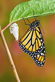 INS 01 TK0019 01
Monarch Butterfly Hanging From Leaf With Empty Chrysalis