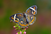 INS 01 TK0020 01
Common Buckeye Butterfly On Pink Flower Buds