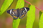 INS 01 TK0021 01
Common Buckeye Butterfly On Leaf