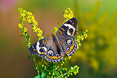 INS 01 TK0022 01
Common Buckeye Butterfly On Goldenrod
